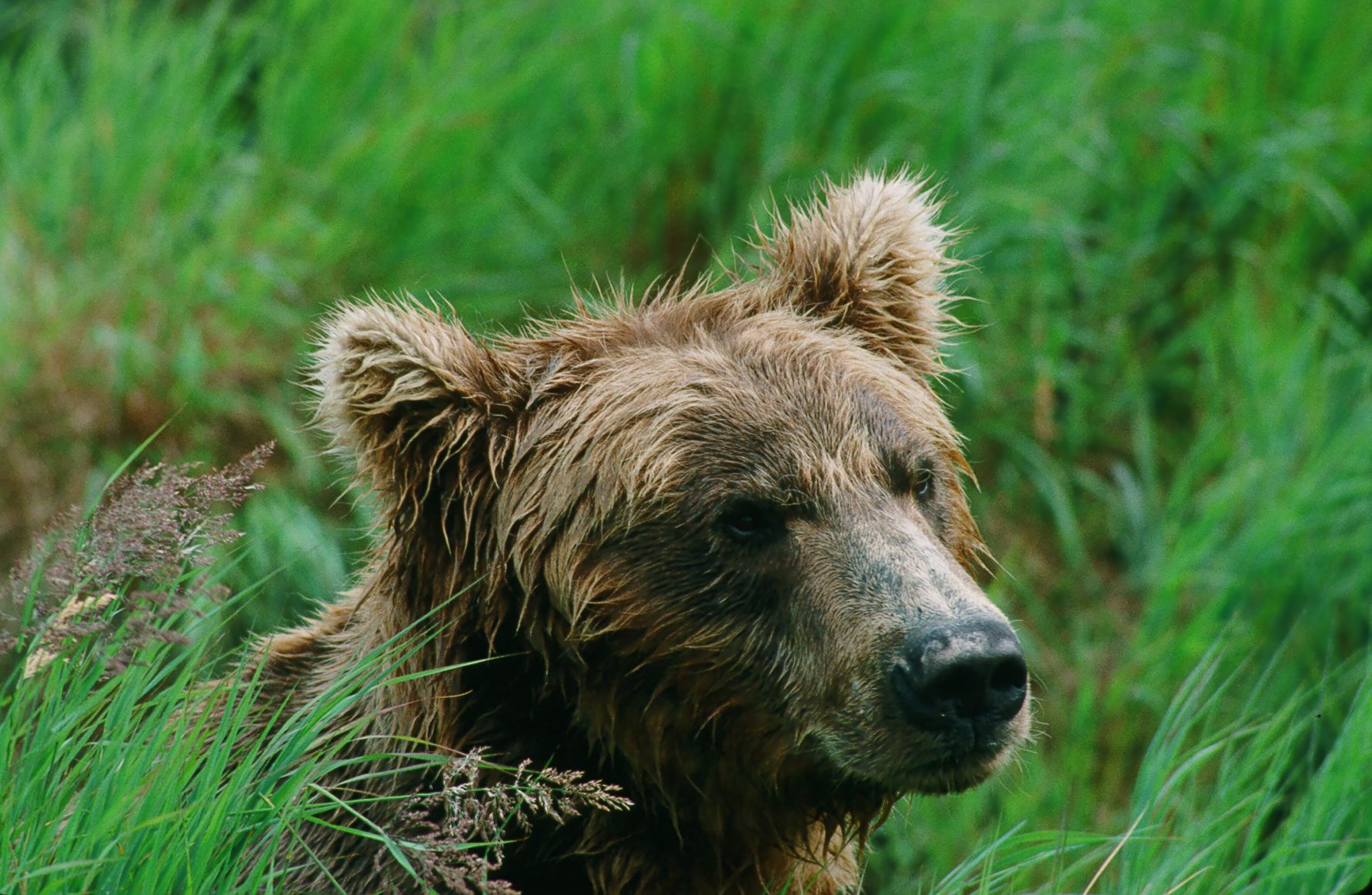 City wilds - Bears Come First - Sherwonit.McNeil.brown bear up close.JPG